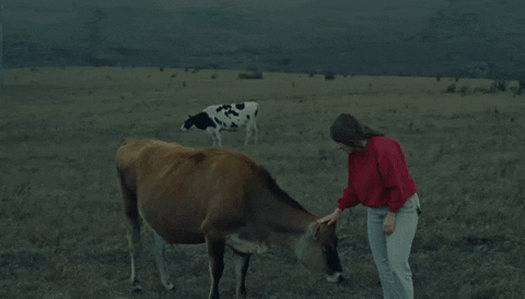 A landowner greeting cattle on open pasture